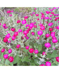 Lobelia Starship Rose (graines enrobées)