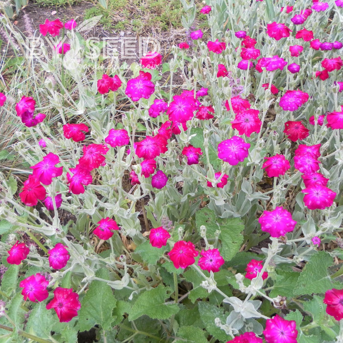Coquelourde des jardins Atrosanguinea