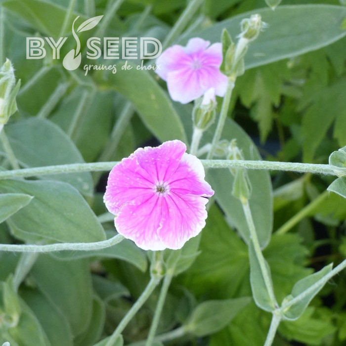 Coquelourde des jardins Oculata (Angel's Blush)