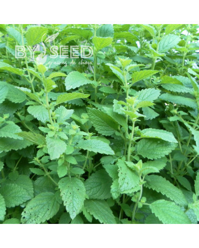 Mélisse officinale