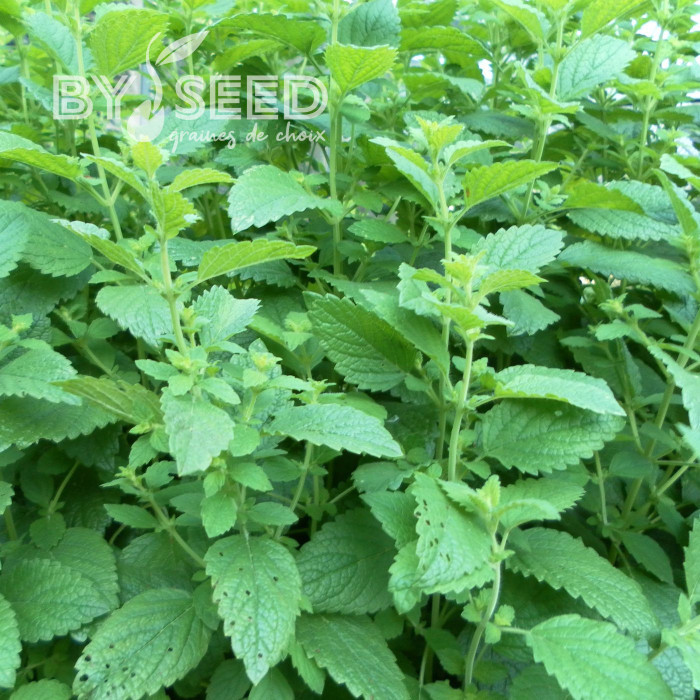 Mélisse officinale