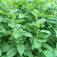 Mélisse officinale