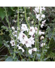 Viola cornuta Sweeties Mix