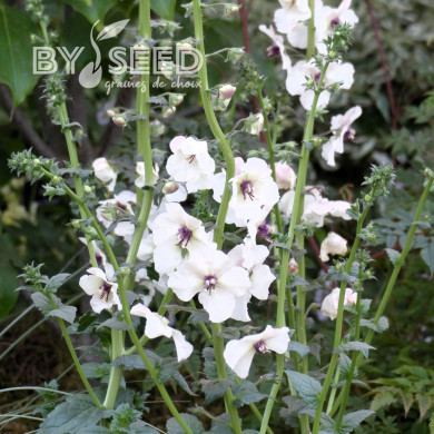 Verbascum blattaria f. albiflora