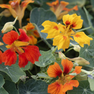 Capucine grimpante Phoenix, Arizona