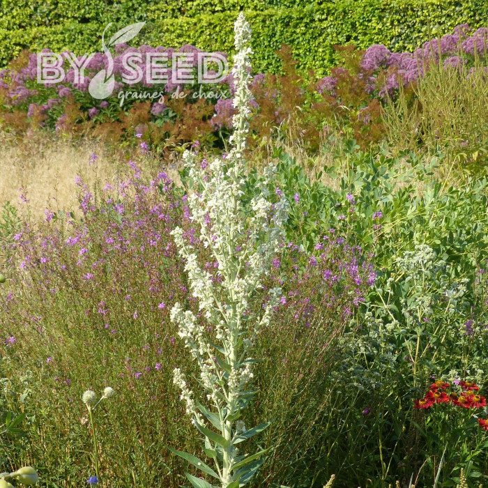 Verbascum phlomoides Snow Maiden