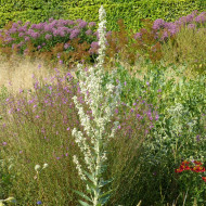 Verbascum phlomoides Snow Maiden