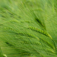 Orge de printemps
