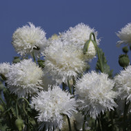 Pavot annuel White Swan