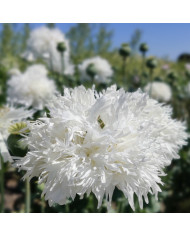 Pavot annuel Drama Queen BIO