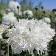Pavot annuel White Swan