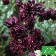 Pavot annuel Black Peony BIO