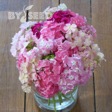 Phlox annuel Phlox of Sheep Mix