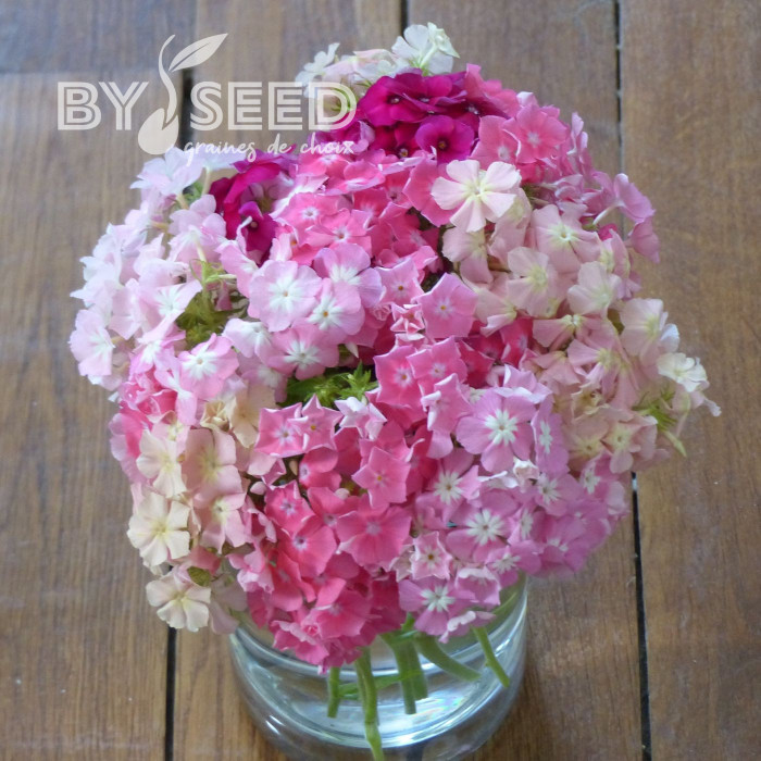 Phlox annuel Phlox of Sheep Mix