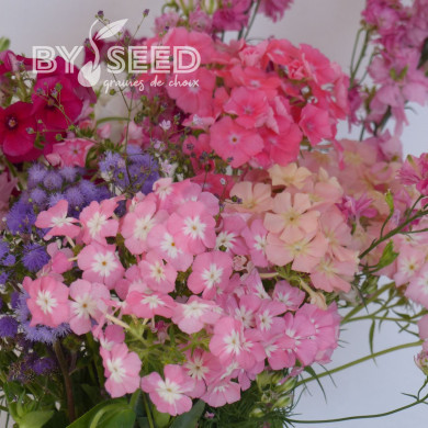 Phlox annuel Phlox of Sheep Mix