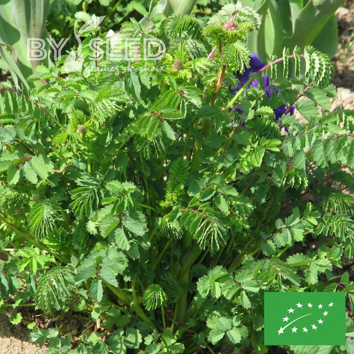 Petite Pimprenelle BIO - Sanguisorba minor