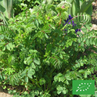 Petite Pimprenelle BIO - Sanguisorba minor