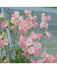 Pois vivace Red Pearl - Lathyrus latifolius