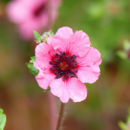 Potentille vivace nepalensis Miss Willmott