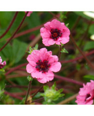 Pourpier à grandes fleurs Extra Double Mix