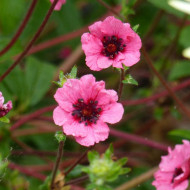 Potentille vivace nepalensis Miss Willmott