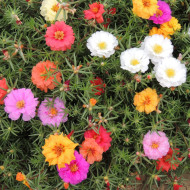 Pourpier à grandes fleurs Extra Double Mix
