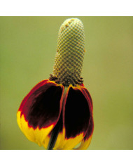 Ricin Gibsonii (rouge)