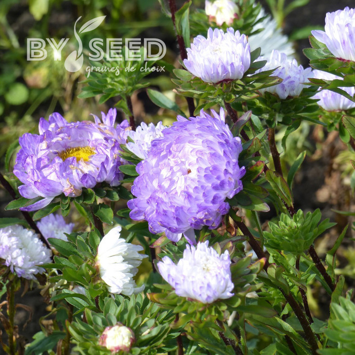 Reine-Marguerite Duchesse blue & white