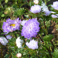 Reine-Marguerite Duchesse blue & white