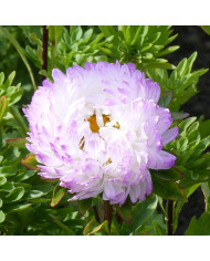 Reine-Marguerite Duchesse blue & white