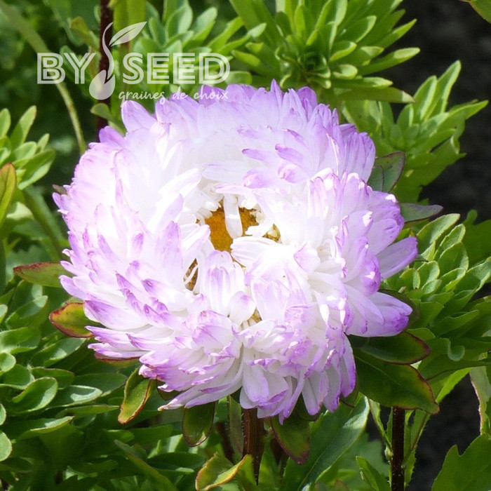 Reine-Marguerite Duchesse rose & white