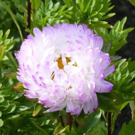Reine-Marguerite Duchesse rose & white