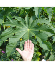 Rudbéckia Gloriosa Daisy