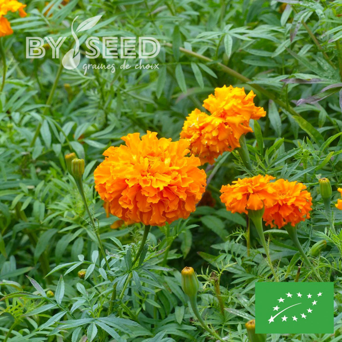 Rose d'Inde Crackerjack Mix BIO