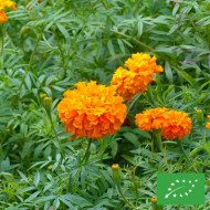 Rose d'Inde Crackerjack Mix BIO