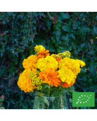 Rose d'Inde Giant Orange