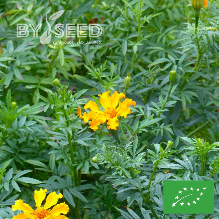 Rose d'Inde Crackerjack Mix BIO