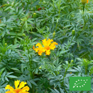 Rose d'Inde Crackerjack Mix BIO