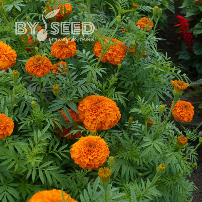 Rose d'Inde Giant Orange