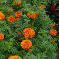 Rose d'Inde Giant Orange