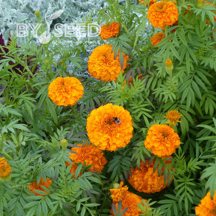 Rose d'Inde Giant Orange