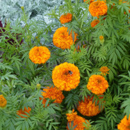 Rose d'Inde Giant Orange