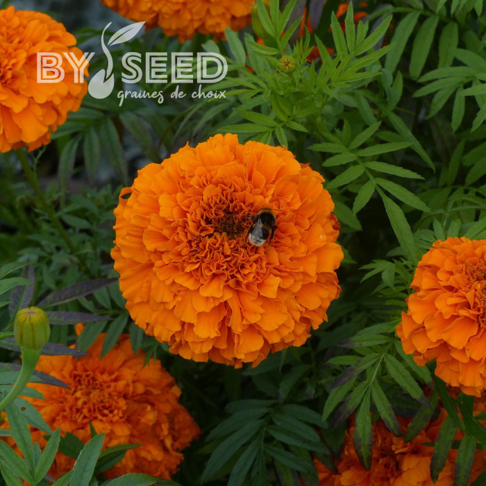 Rose d'Inde Giant Orange