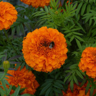 Rose d'Inde Giant Orange