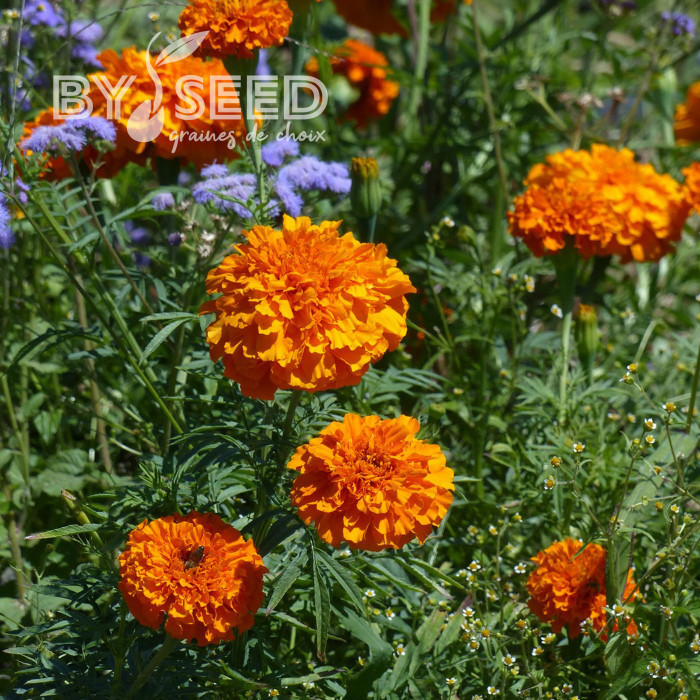 Rose d'Inde Giant Orange