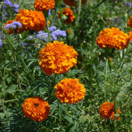 Rose d'Inde Giant Orange