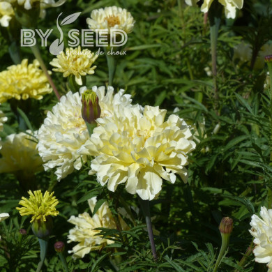 Rose d'Inde Imperiale Creme