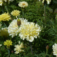 Rose d'Inde Imperiale Creme