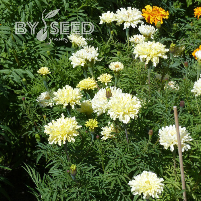 Rose d'Inde Imperiale Creme