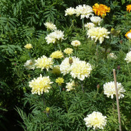 Rose d'Inde Imperiale Creme